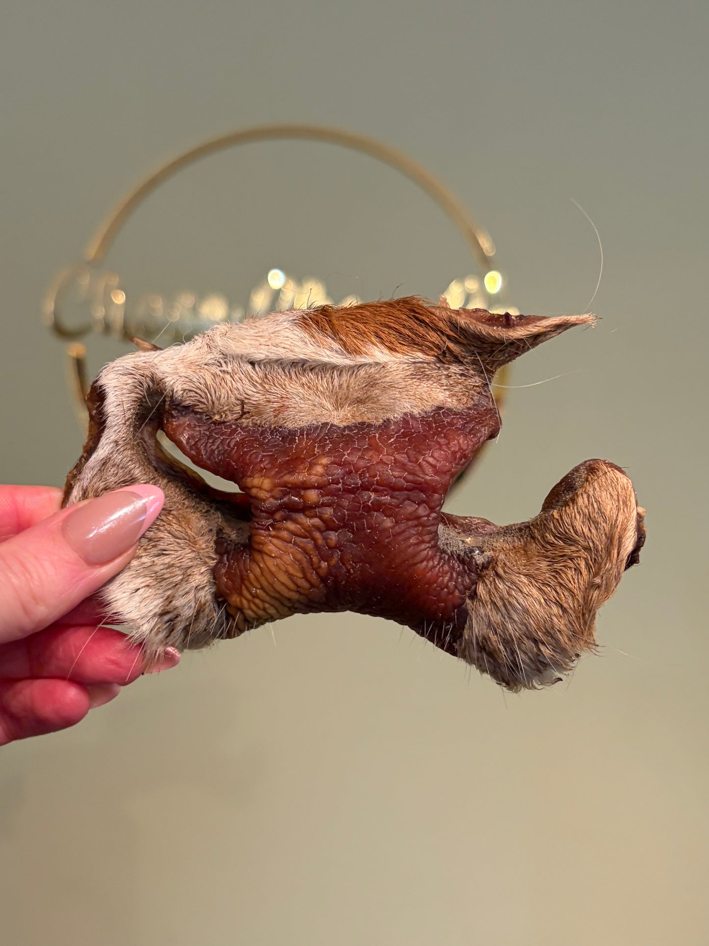 Furry Bull Snout