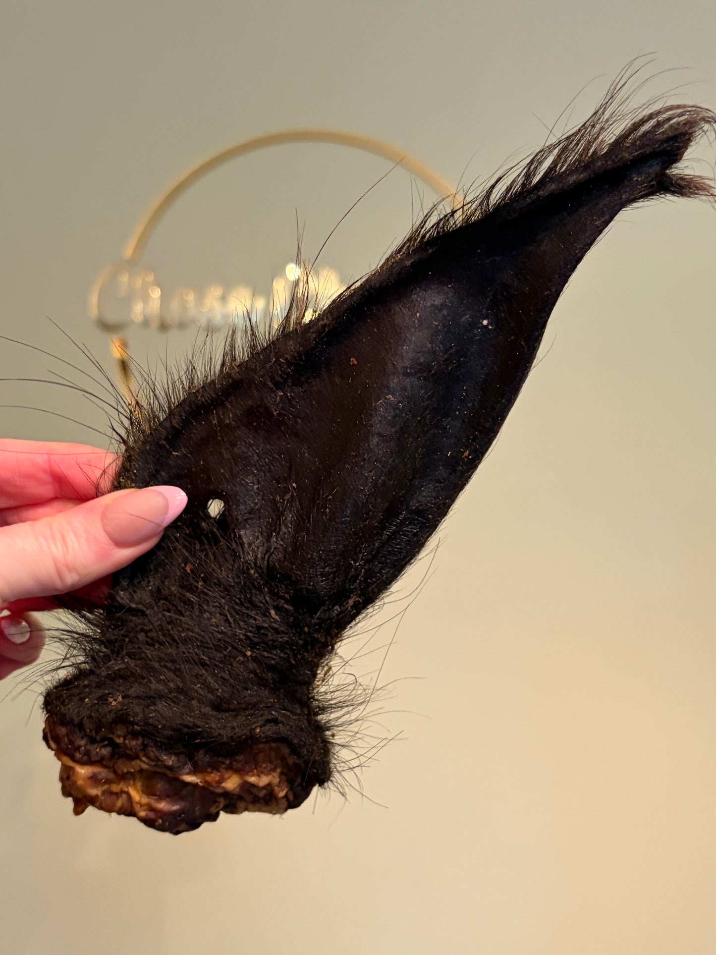 Buffalo Ear (Furry)