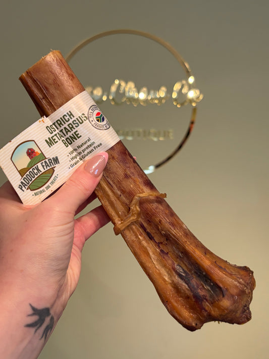 Nova Paddock Farm Ostrich Metatarsus Bone