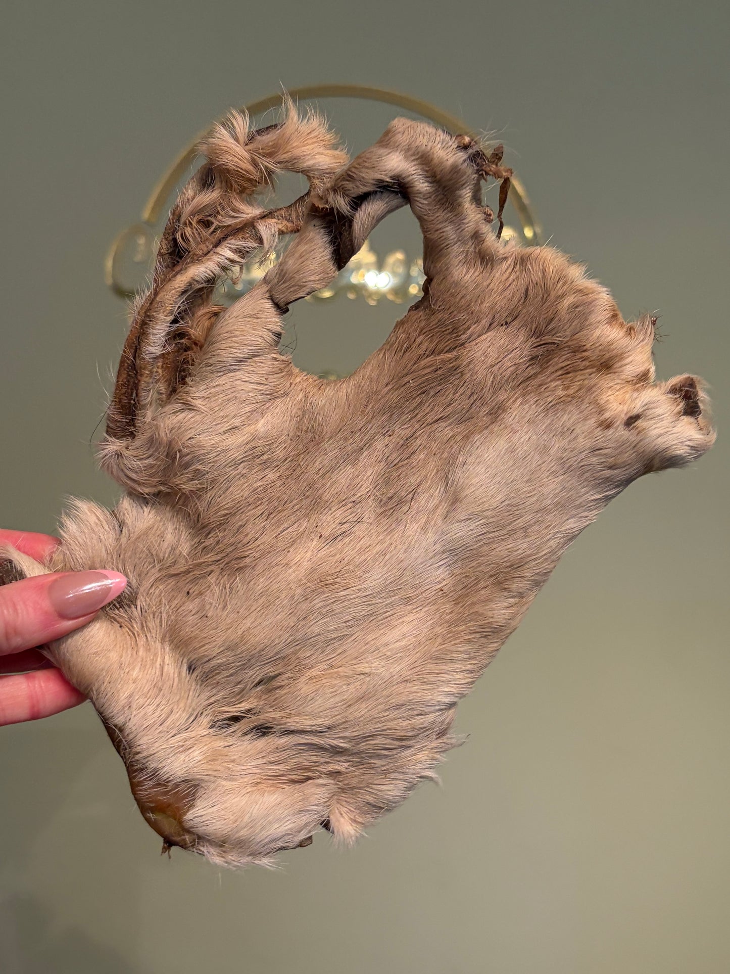Beef Bark with Fur (Beef Skin Shield)